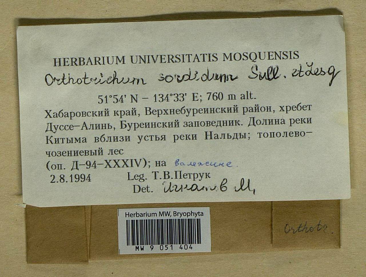 Lewinskya sordida (Sull. & Lesq.) F. Lara, Garilleti & Goffinet, Bryophytes, Bryophytes - Russian Far East (excl. Chukotka & Kamchatka) (B20) (Russia)