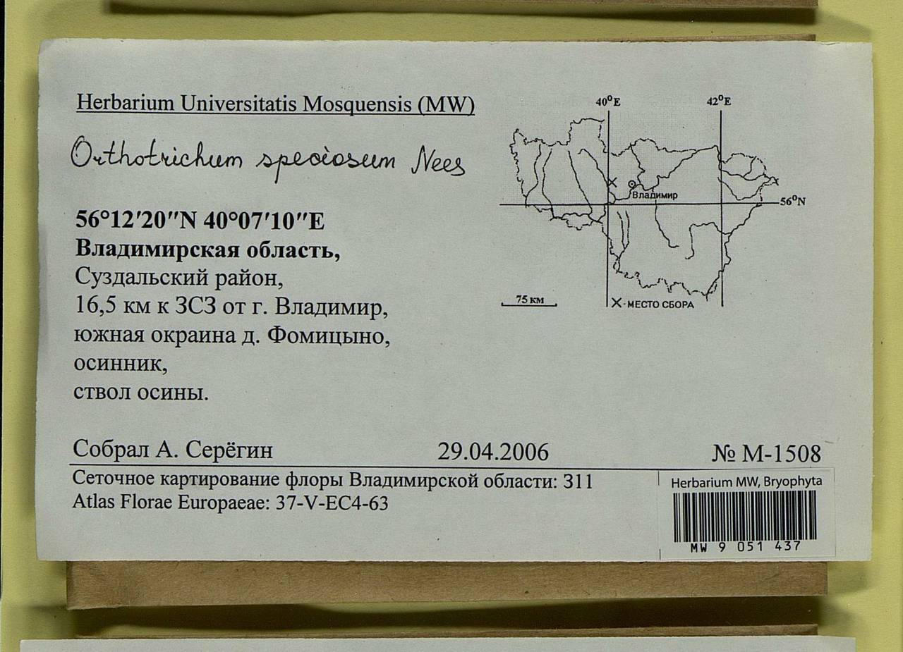 Lewinskya speciosa (Nees) F. Lara, Garilleti & Goffinet, Bryophytes, Bryophytes - Middle Russia (B6) (Russia)