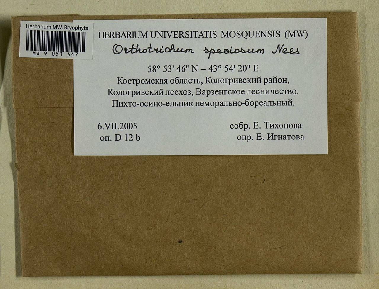 Lewinskya speciosa (Nees) F. Lara, Garilleti & Goffinet, Bryophytes, Bryophytes - Middle Russia (B6) (Russia)