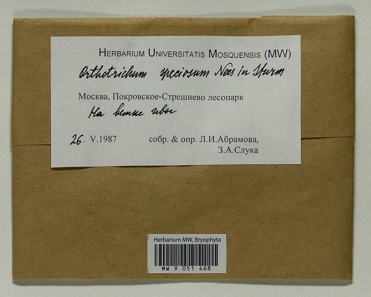 Lewinskya speciosa (Nees) F. Lara, Garilleti & Goffinet, Bryophytes, Bryophytes - Moscow City & Moscow Oblast (B6a) (Russia)