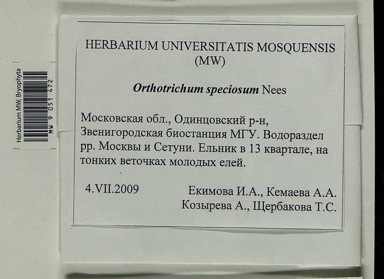 Lewinskya speciosa (Nees) F. Lara, Garilleti & Goffinet, Bryophytes, Bryophytes - Moscow City & Moscow Oblast (B6a) (Russia)