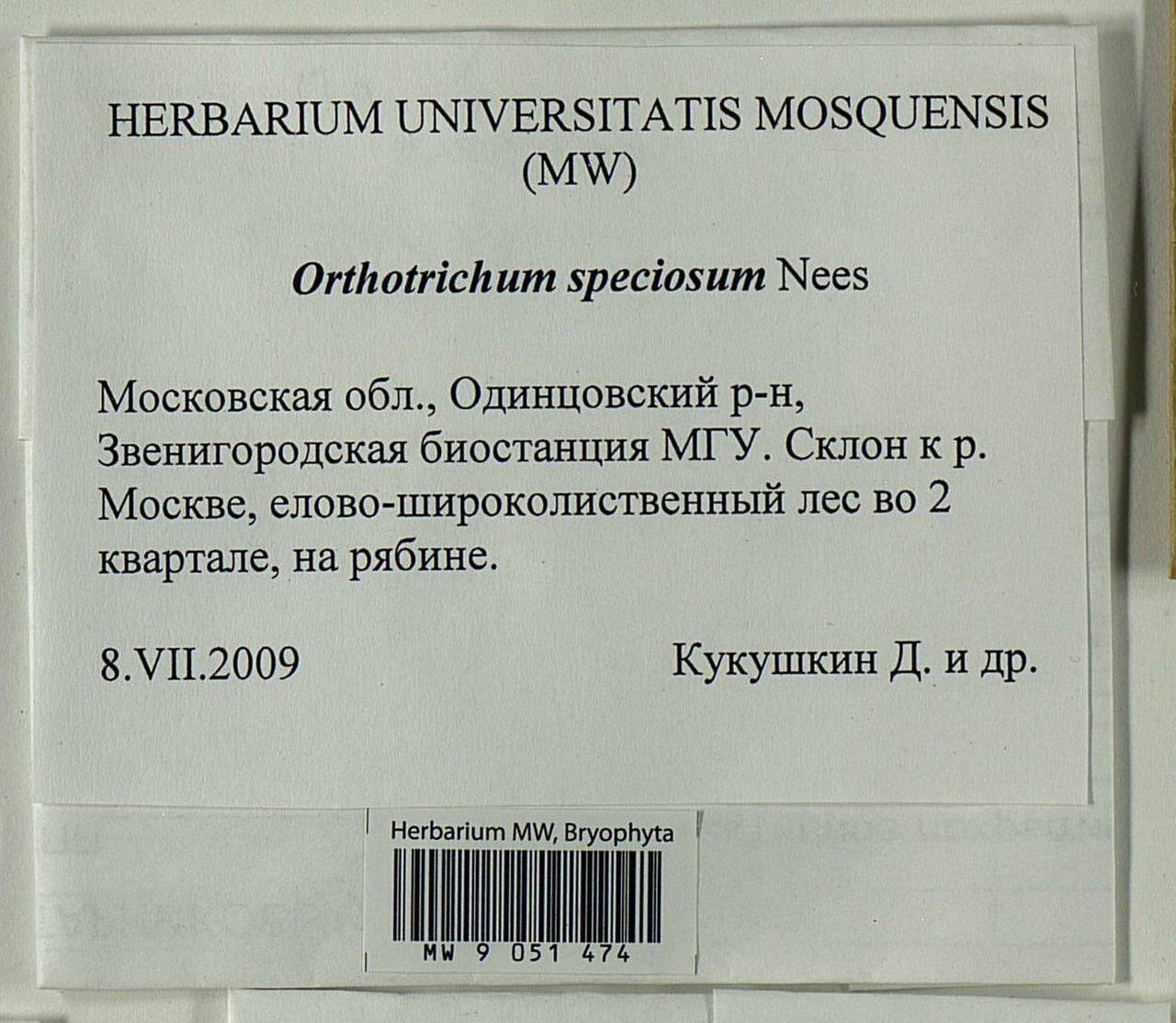 Lewinskya speciosa (Nees) F. Lara, Garilleti & Goffinet, Bryophytes, Bryophytes - Moscow City & Moscow Oblast (B6a) (Russia)