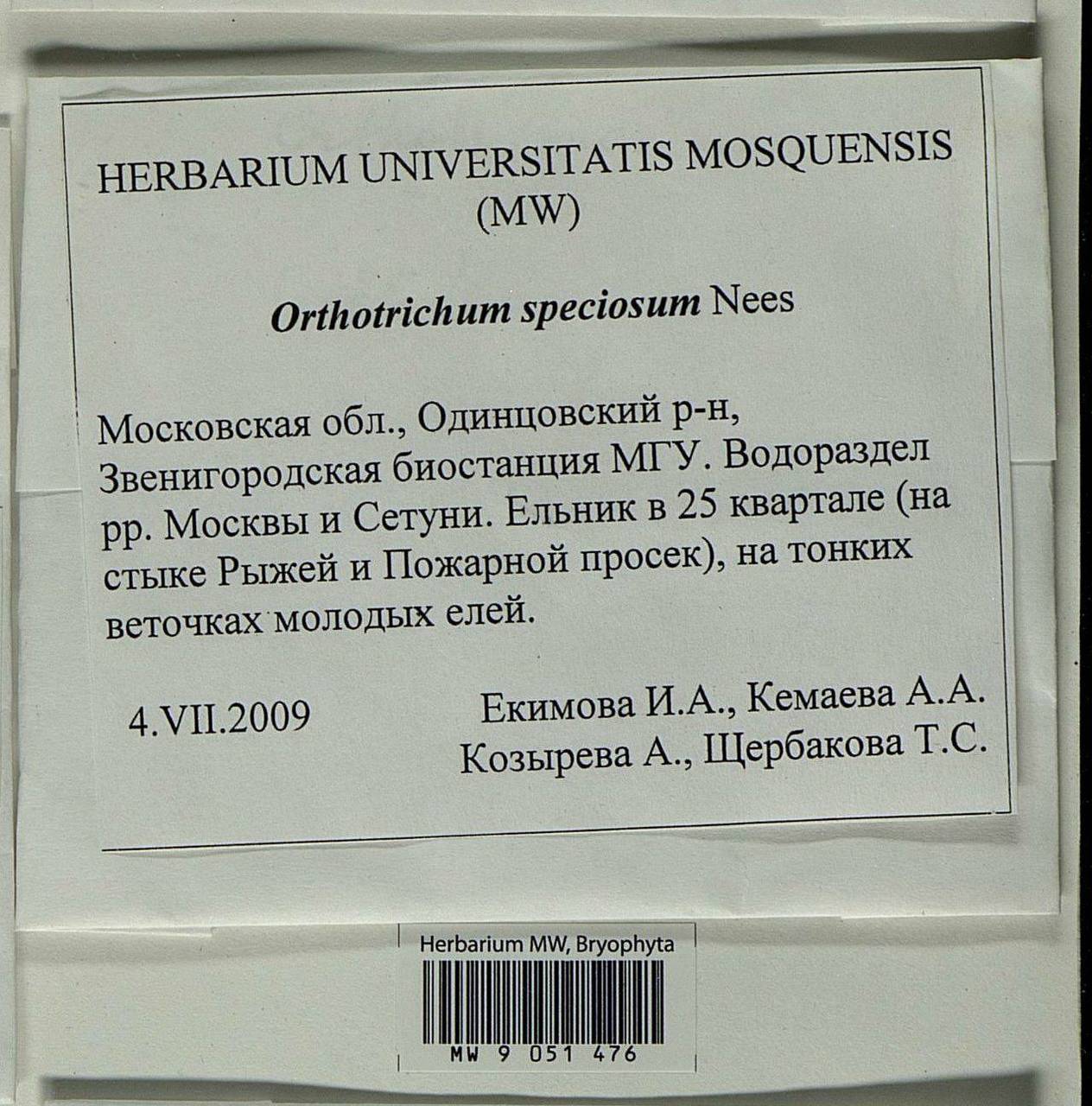 Lewinskya speciosa (Nees) F. Lara, Garilleti & Goffinet, Bryophytes, Bryophytes - Moscow City & Moscow Oblast (B6a) (Russia)