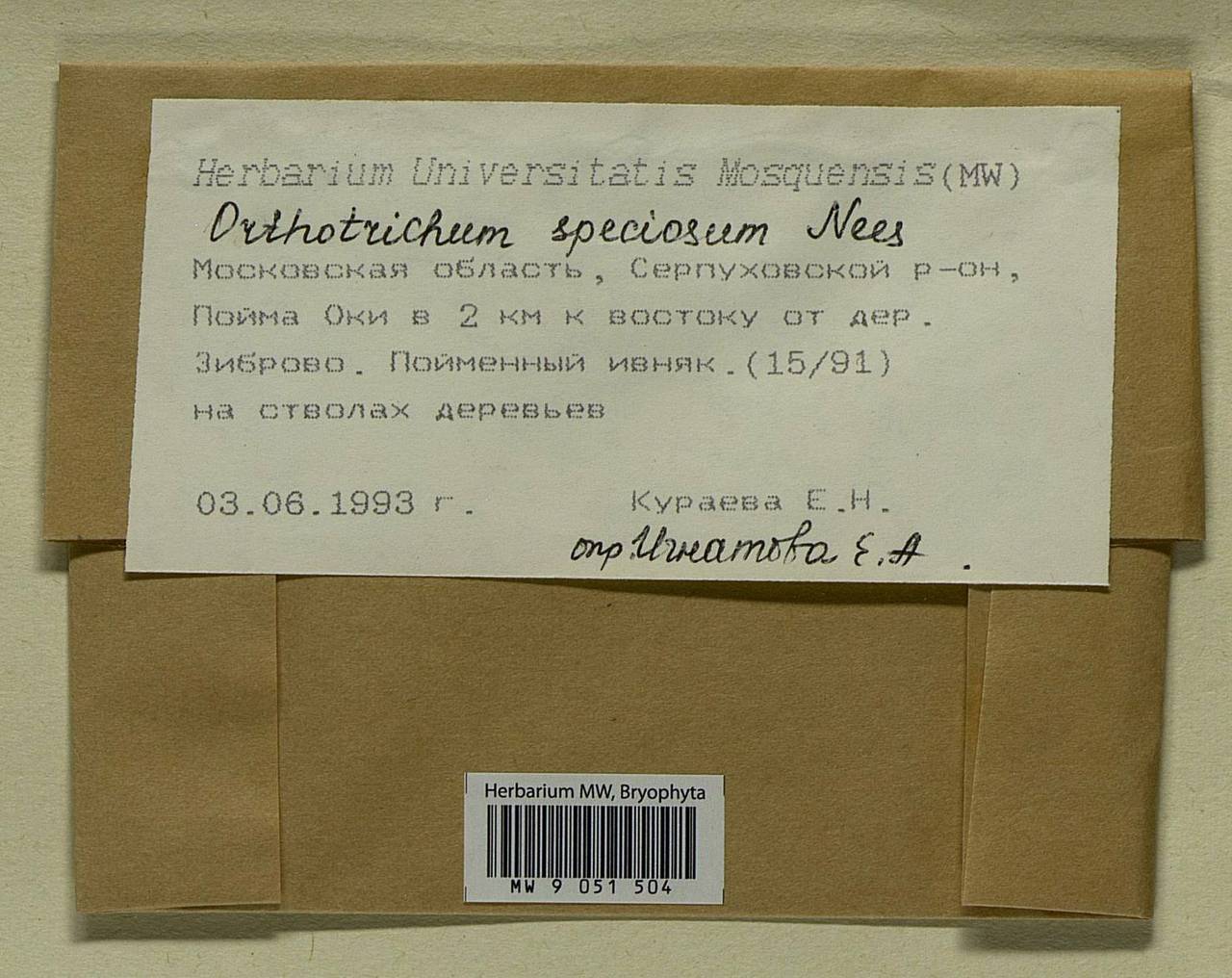 Lewinskya speciosa (Nees) F. Lara, Garilleti & Goffinet, Bryophytes, Bryophytes - Moscow City & Moscow Oblast (B6a) (Russia)