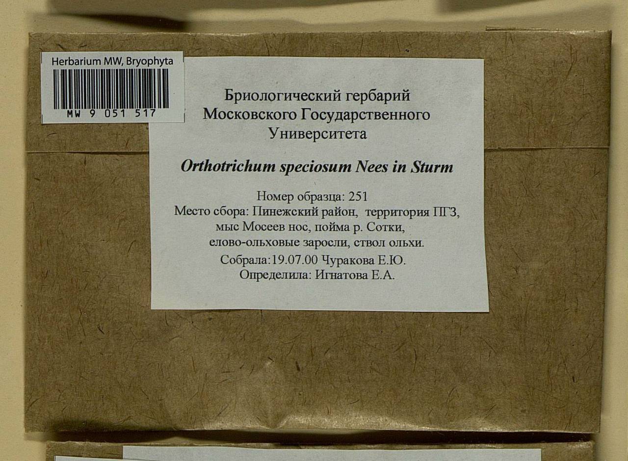 Lewinskya speciosa (Nees) F. Lara, Garilleti & Goffinet, Bryophytes, Bryophytes - European North East (B7) (Russia)