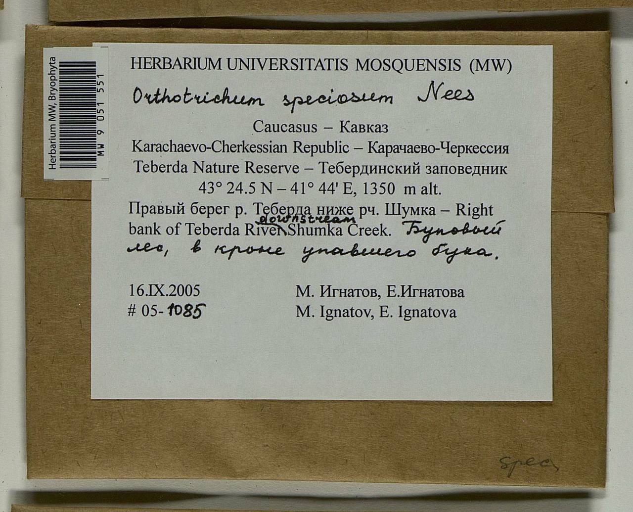 Lewinskya speciosa (Nees) F. Lara, Garilleti & Goffinet, Bryophytes, Bryophytes - North Caucasus & Ciscaucasia (B12) (Russia)