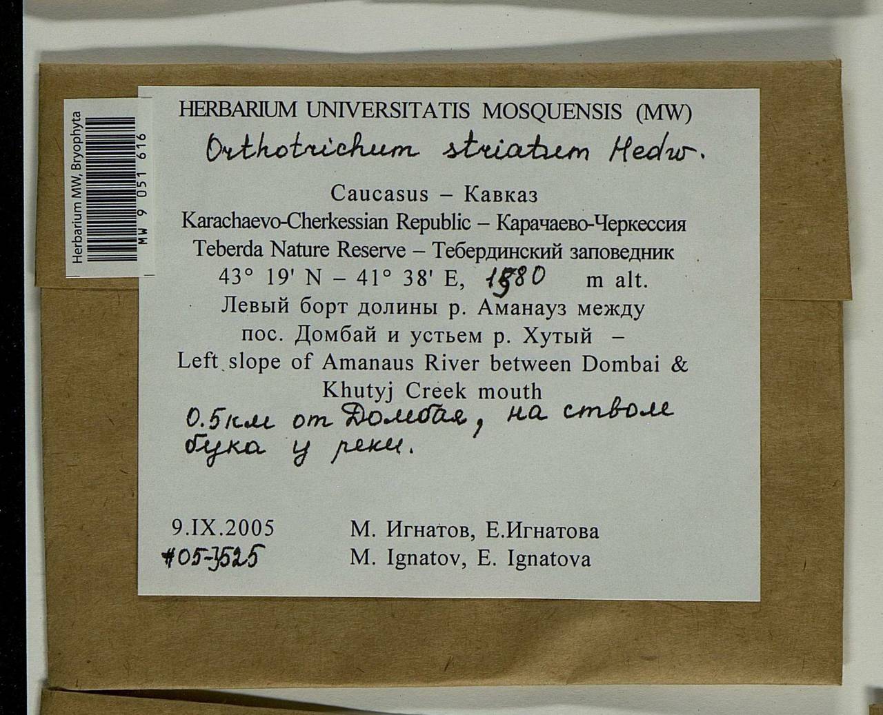 Lewinskya striata (Hedw.) F. Lara, Garilleti & Goffinet, Bryophytes, Bryophytes - North Caucasus & Ciscaucasia (B12) (Russia)