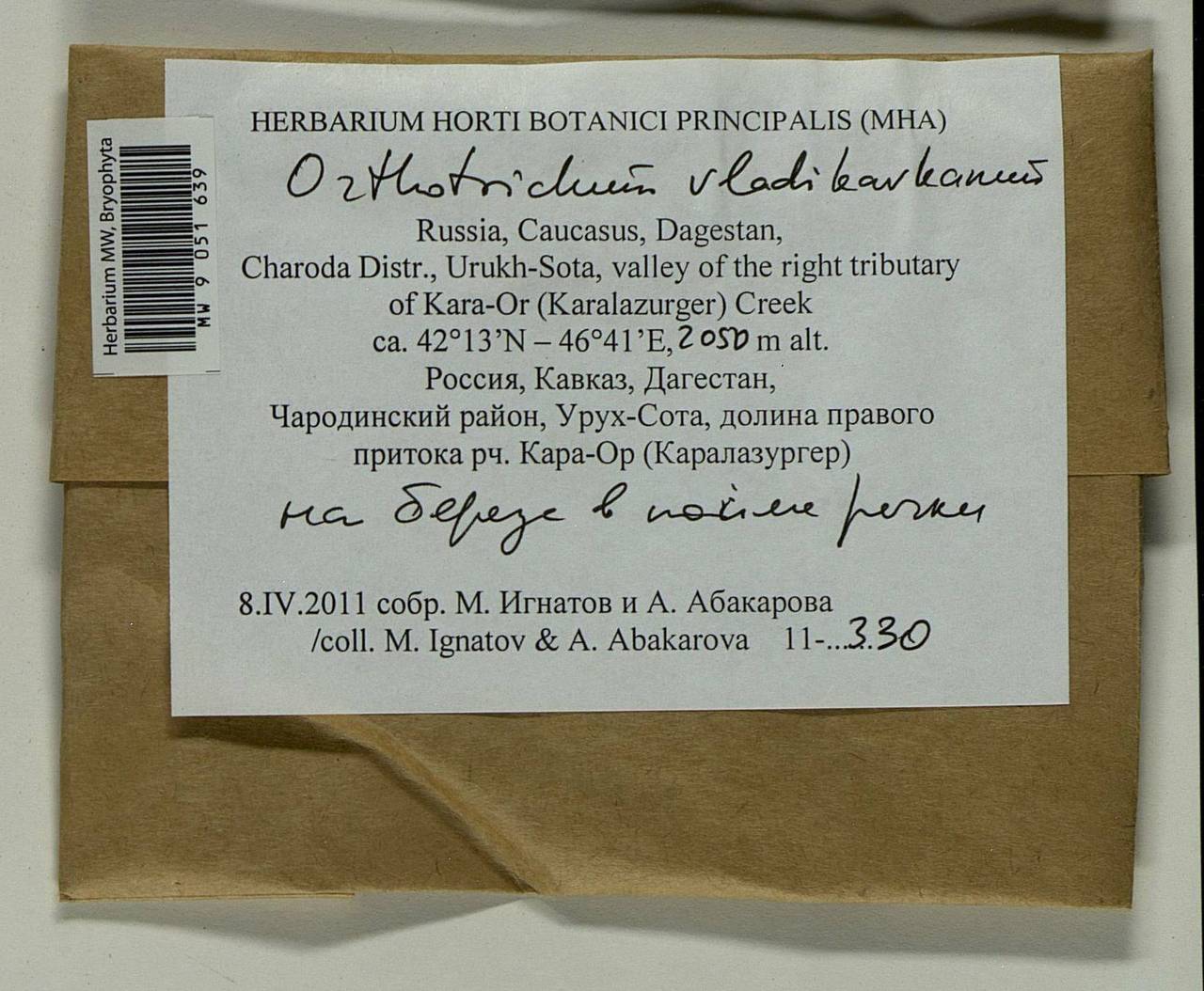 Lewinskya vladikavkana (Venturi) F. Lara, Garilleti & Goffinet, Bryophytes, Bryophytes - North Caucasus & Ciscaucasia (B12) (Russia)