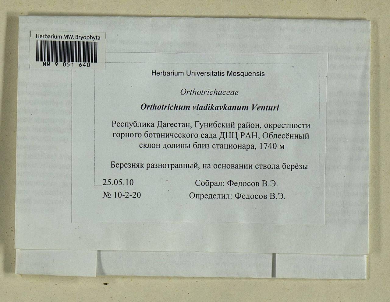 Lewinskya vladikavkana (Venturi) F. Lara, Garilleti & Goffinet, Bryophytes, Bryophytes - North Caucasus & Ciscaucasia (B12) (Russia)