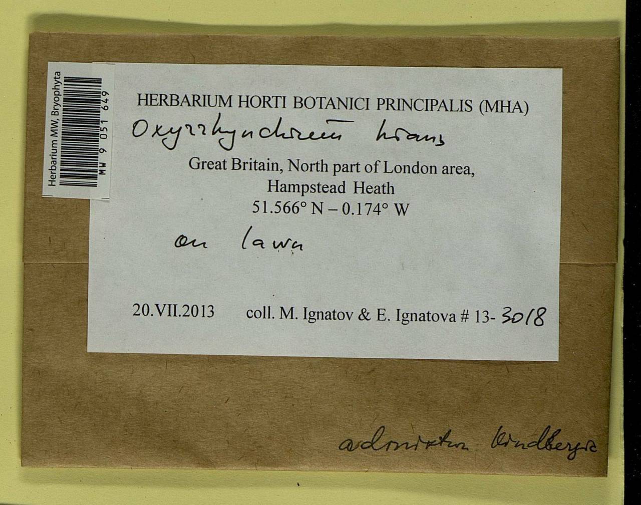 Oxyrrhynchium hians (Hedw.) Loeske, Bryophytes, Bryophytes - Western Europe (BEu) (United Kingdom)