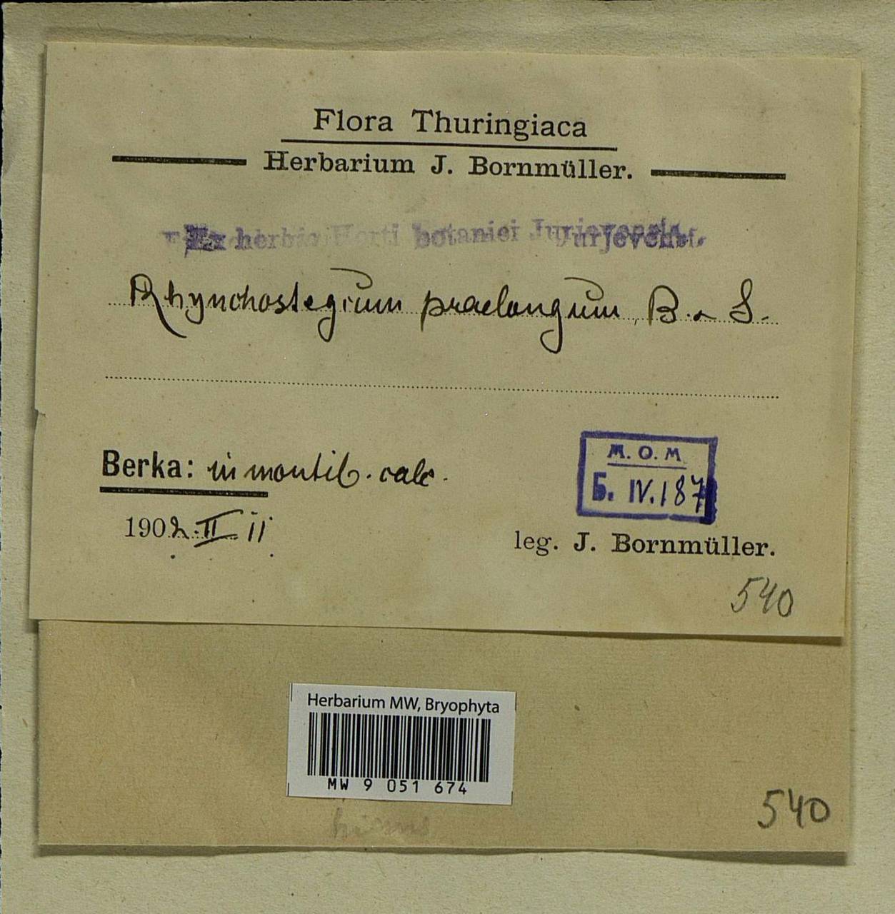 Oxyrrhynchium hians (Hedw.) Loeske, Bryophytes, Bryophytes - Western Europe (BEu) (Germany)