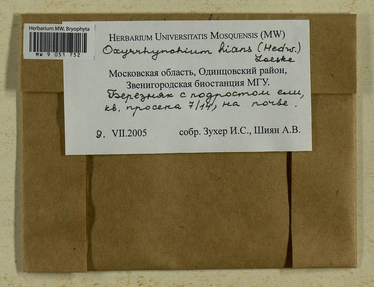 Oxyrrhynchium hians (Hedw.) Loeske, Bryophytes, Bryophytes - Moscow City & Moscow Oblast (B6a) (Russia)