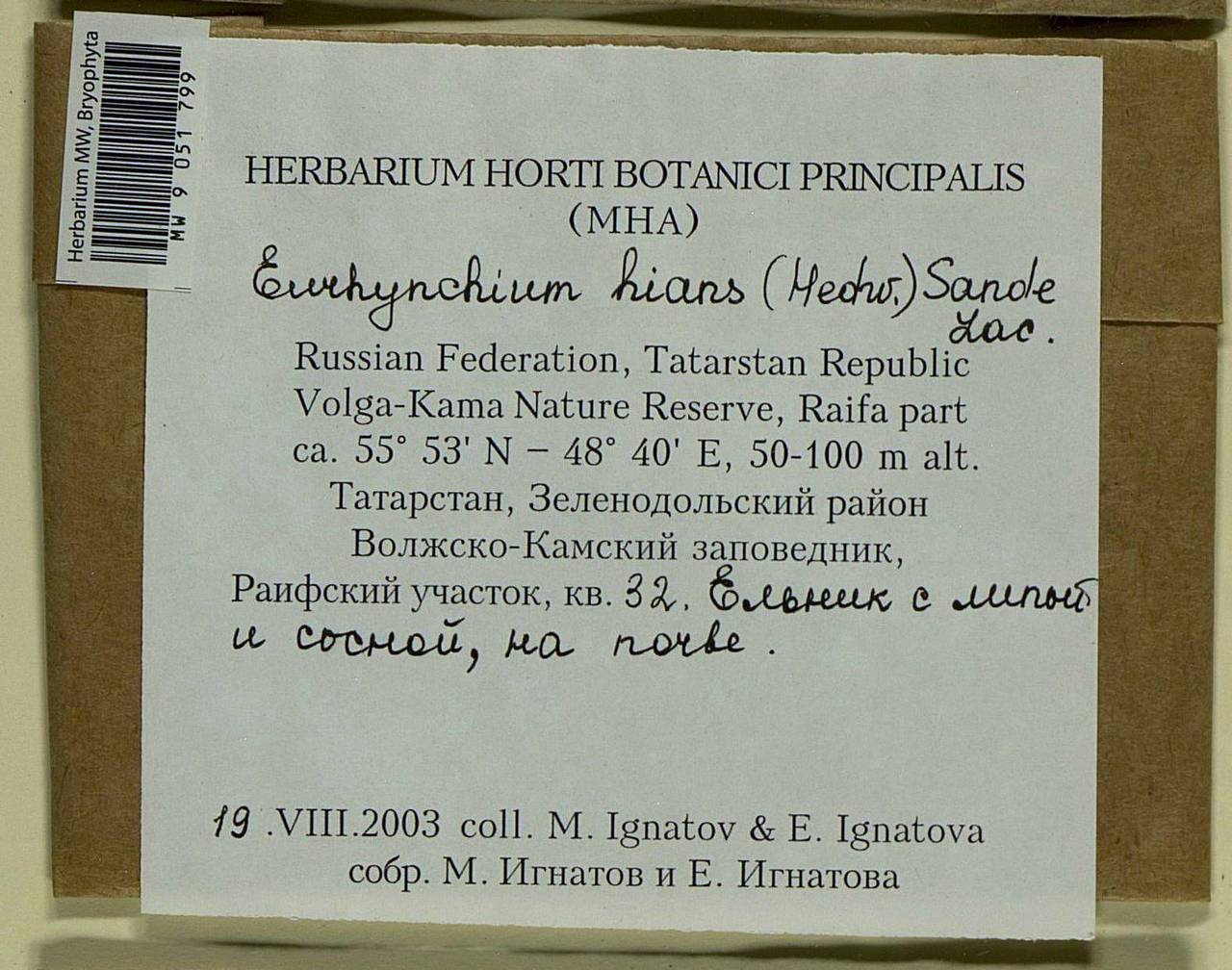 Oxyrrhynchium hians (Hedw.) Loeske, Bryophytes, Bryophytes - Middle Volga (B9) (Russia)