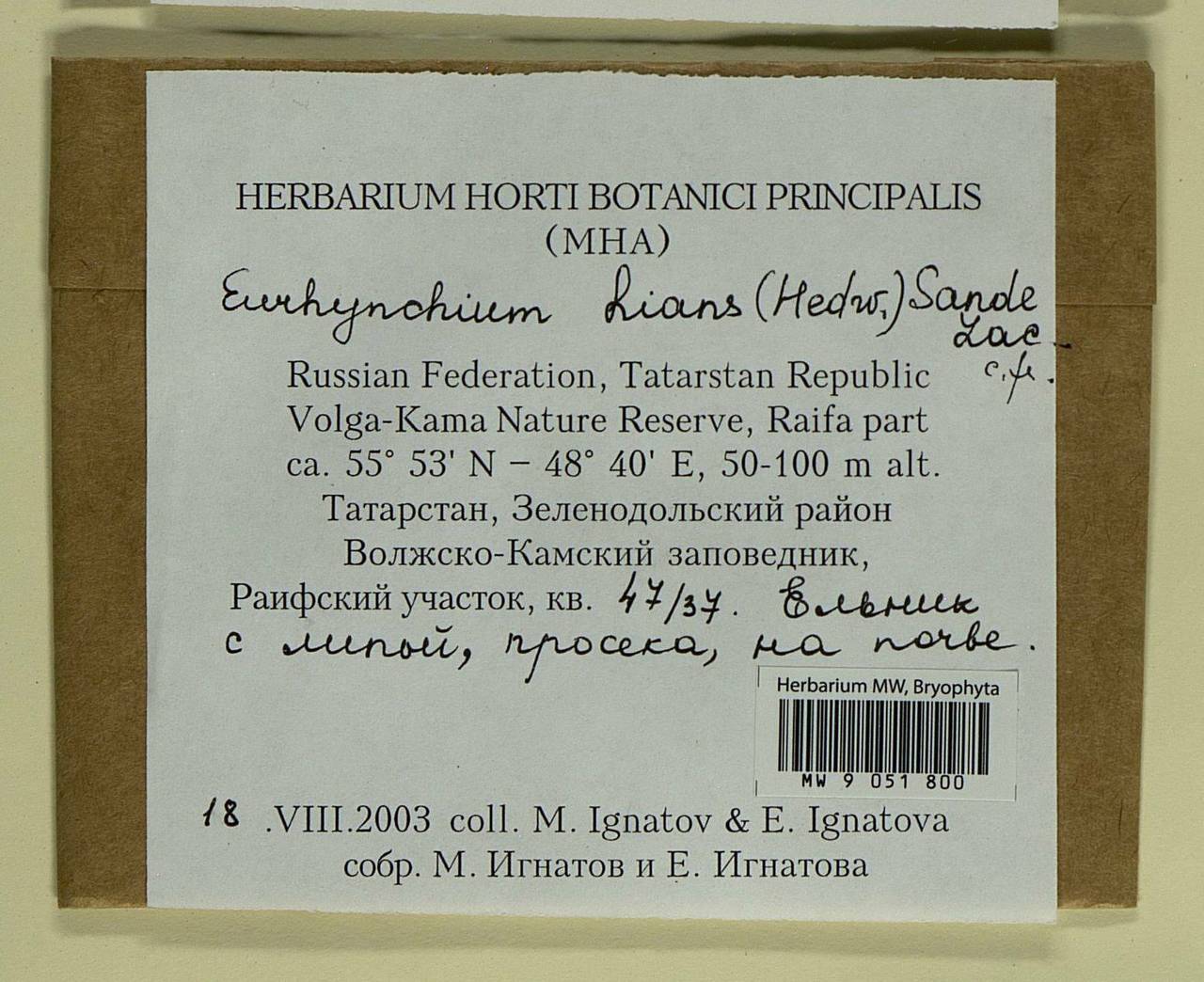 Oxyrrhynchium hians (Hedw.) Loeske, Bryophytes, Bryophytes - Middle Volga (B9) (Russia)