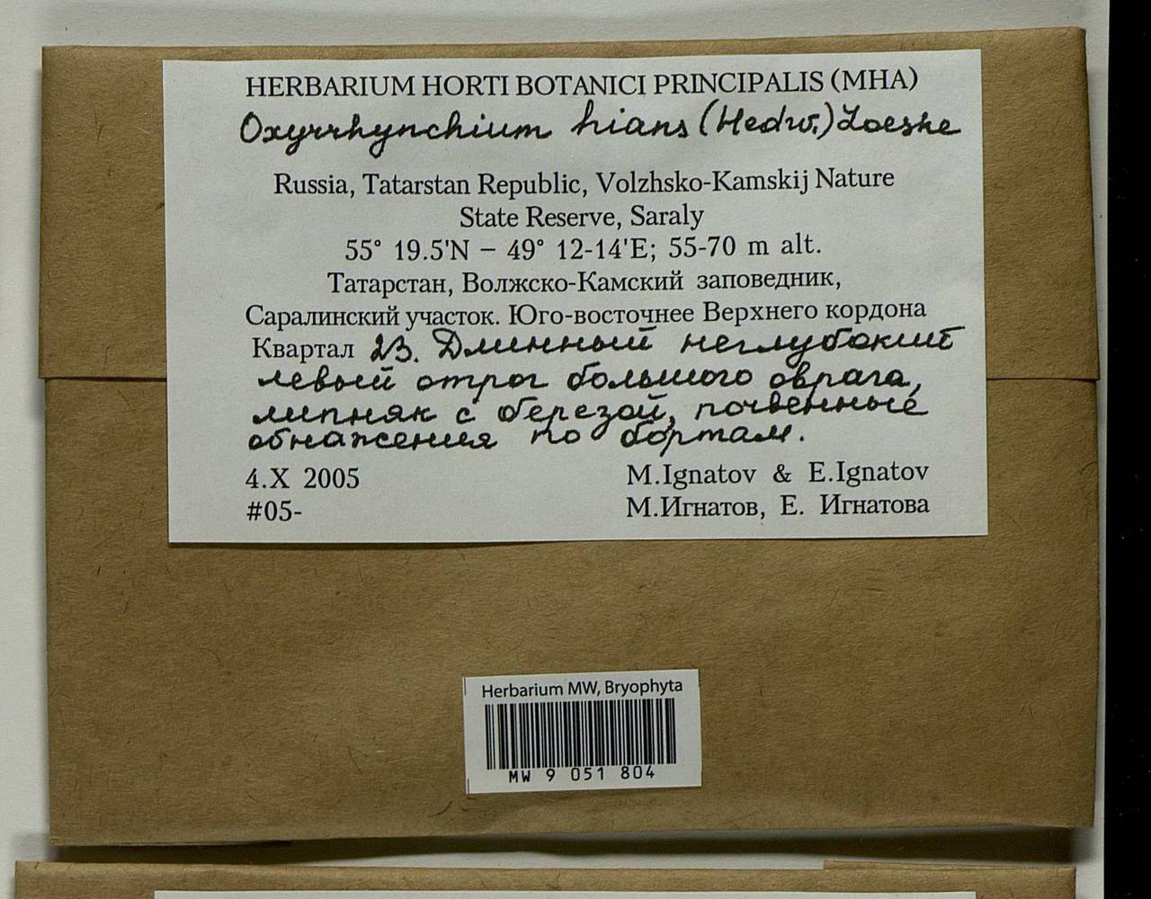 Oxyrrhynchium hians (Hedw.) Loeske, Bryophytes, Bryophytes - Middle Volga (B9) (Russia)