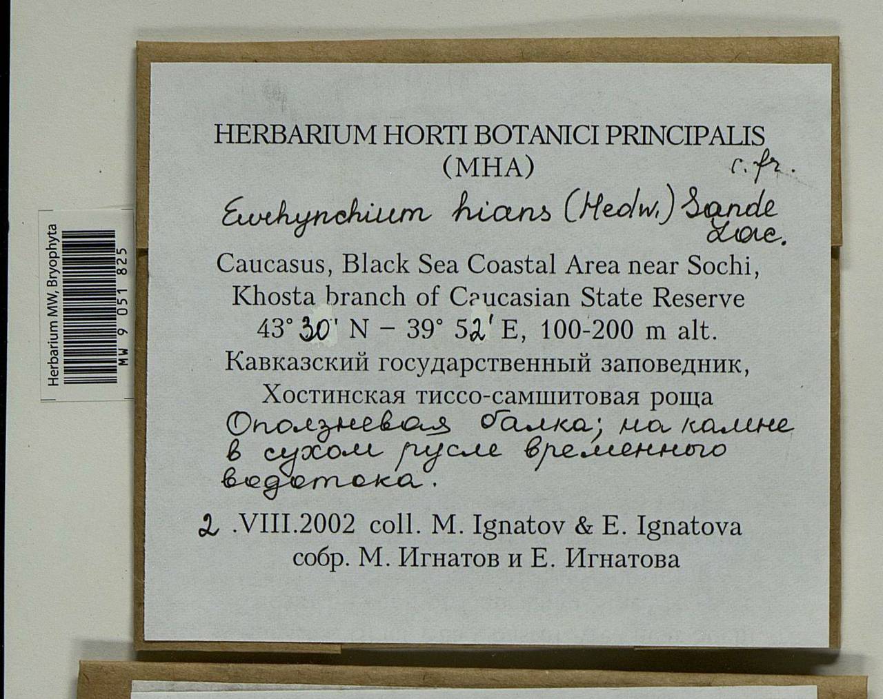 Oxyrrhynchium hians (Hedw.) Loeske, Bryophytes, Bryophytes - North Caucasus & Ciscaucasia (B12) (Russia)