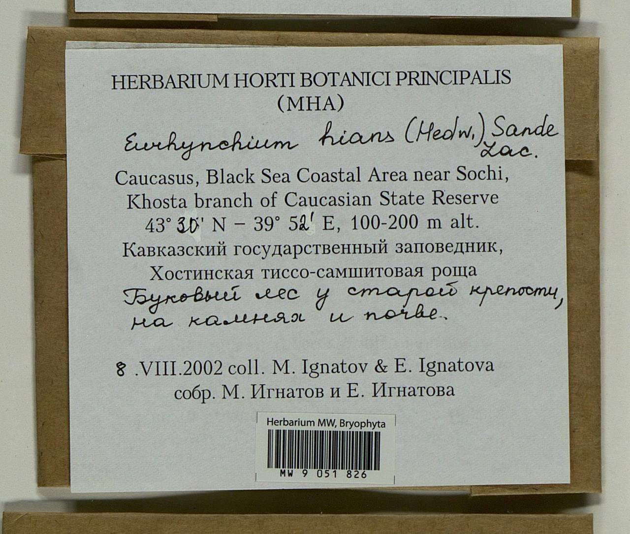 Oxyrrhynchium hians (Hedw.) Loeske, Bryophytes, Bryophytes - North Caucasus & Ciscaucasia (B12) (Russia)