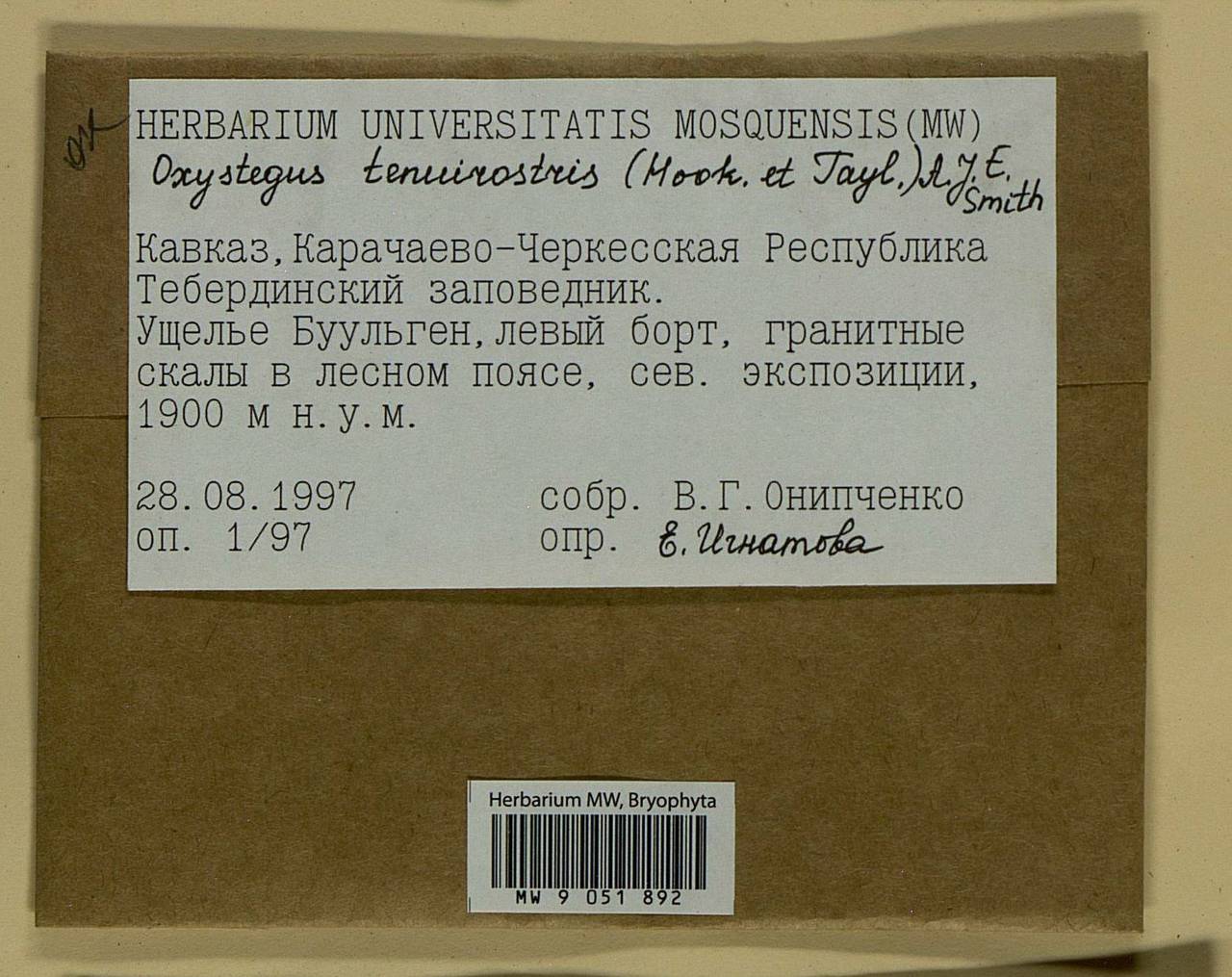 Chionoloma tenuirostre (Hook. & Taylor) M. Alonso, M.J. Cano & J.A. Jiménez, Bryophytes, Bryophytes - North Caucasus & Ciscaucasia (B12) (Russia)