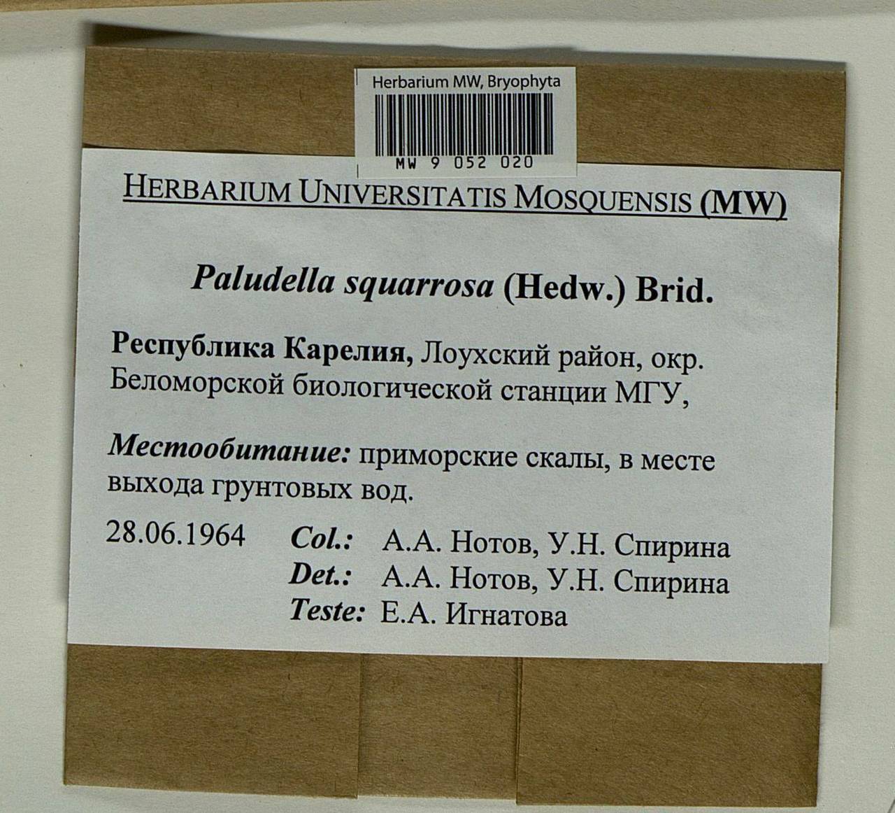 Paludella squarrosa (Hedw.) Brid., Bryophytes, Bryophytes - Karelia, Leningrad & Murmansk Oblasts (B4) (Russia)