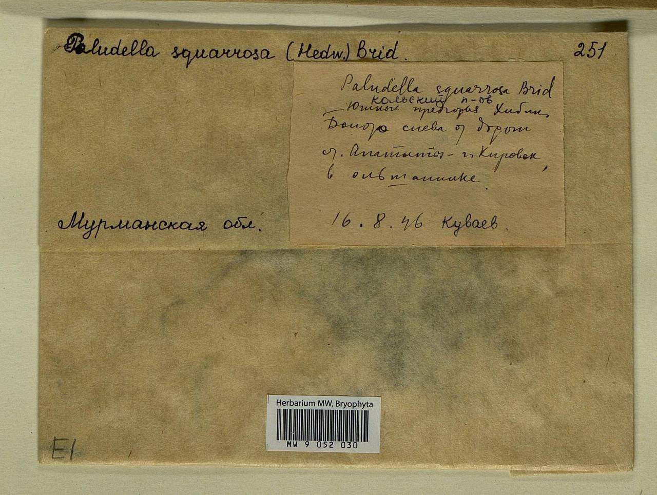 Paludella squarrosa (Hedw.) Brid., Bryophytes, Bryophytes - Karelia, Leningrad & Murmansk Oblasts (B4) (Russia)