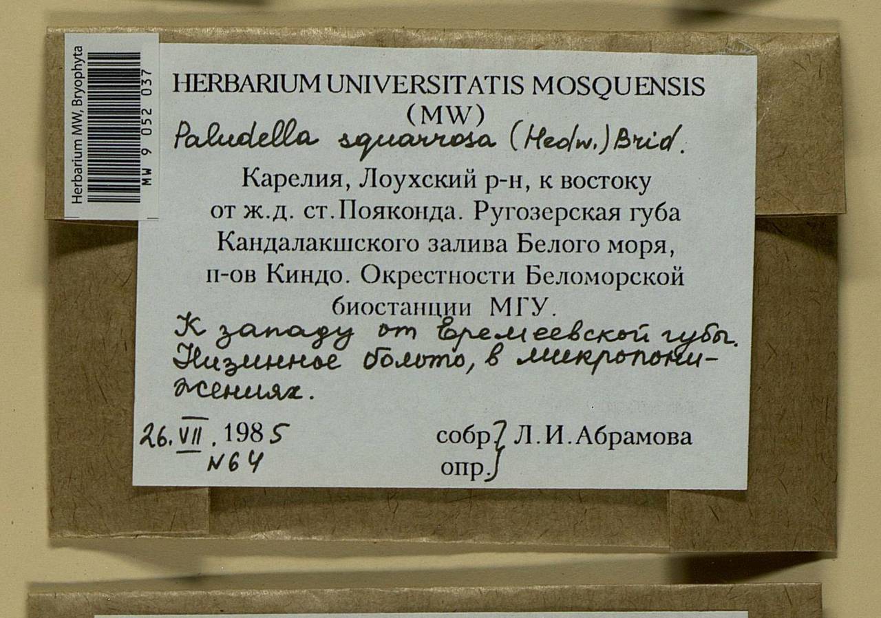 Paludella squarrosa (Hedw.) Brid., Bryophytes, Bryophytes - Karelia, Leningrad & Murmansk Oblasts (B4) (Russia)