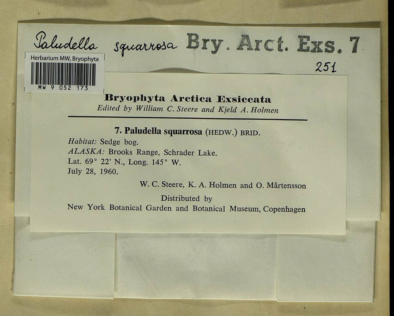 Paludella squarrosa (Hedw.) Brid., Bryophytes, Bryophytes - America (BAm) (United States)