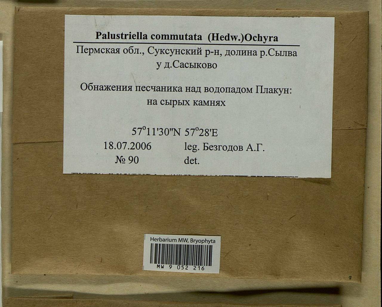 Palustriella commutata (Hedw.) Ochyra, Bryophytes, Bryophytes - Permsky Krai, Udmurt Republic, Sverdlovsk & Kirov Oblasts (B8) (Russia)