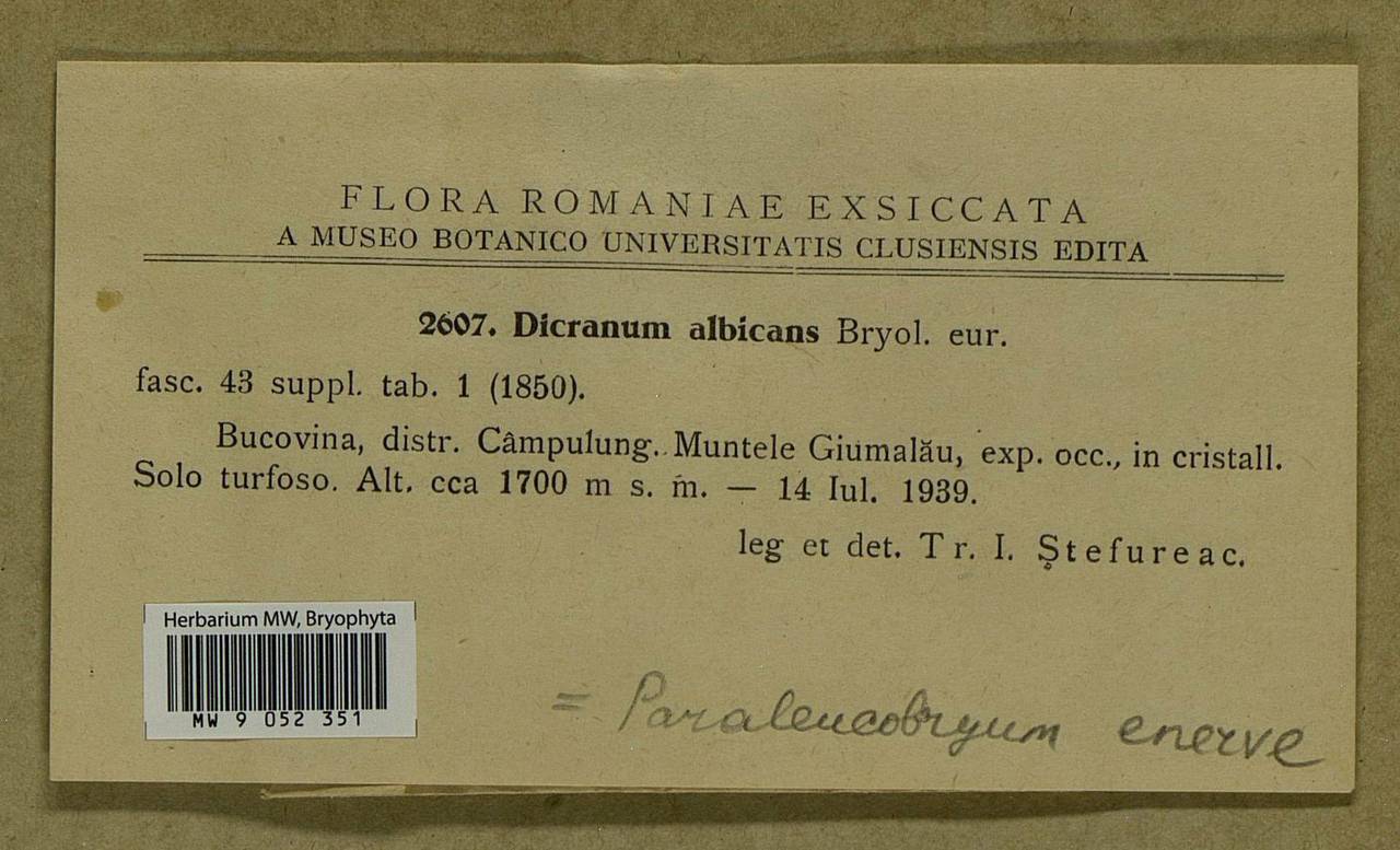 Paraleucobryum enerve (Thed.) Loeske, Bryophytes, Bryophytes - Western Europe (BEu) (Romania)