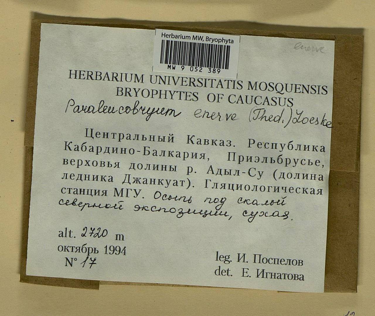 Paraleucobryum enerve (Thed.) Loeske, Bryophytes, Bryophytes - North Caucasus & Ciscaucasia (B12) (Russia)