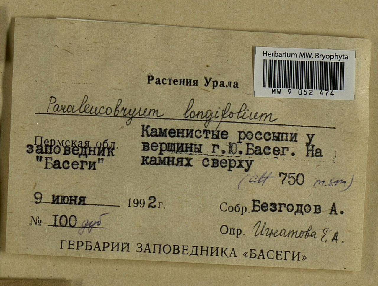 Paraleucobryum longifolium (Ehrh. ex Hedw.) Loeske, Bryophytes, Bryophytes - Permsky Krai, Udmurt Republic, Sverdlovsk & Kirov Oblasts (B8) (Russia)