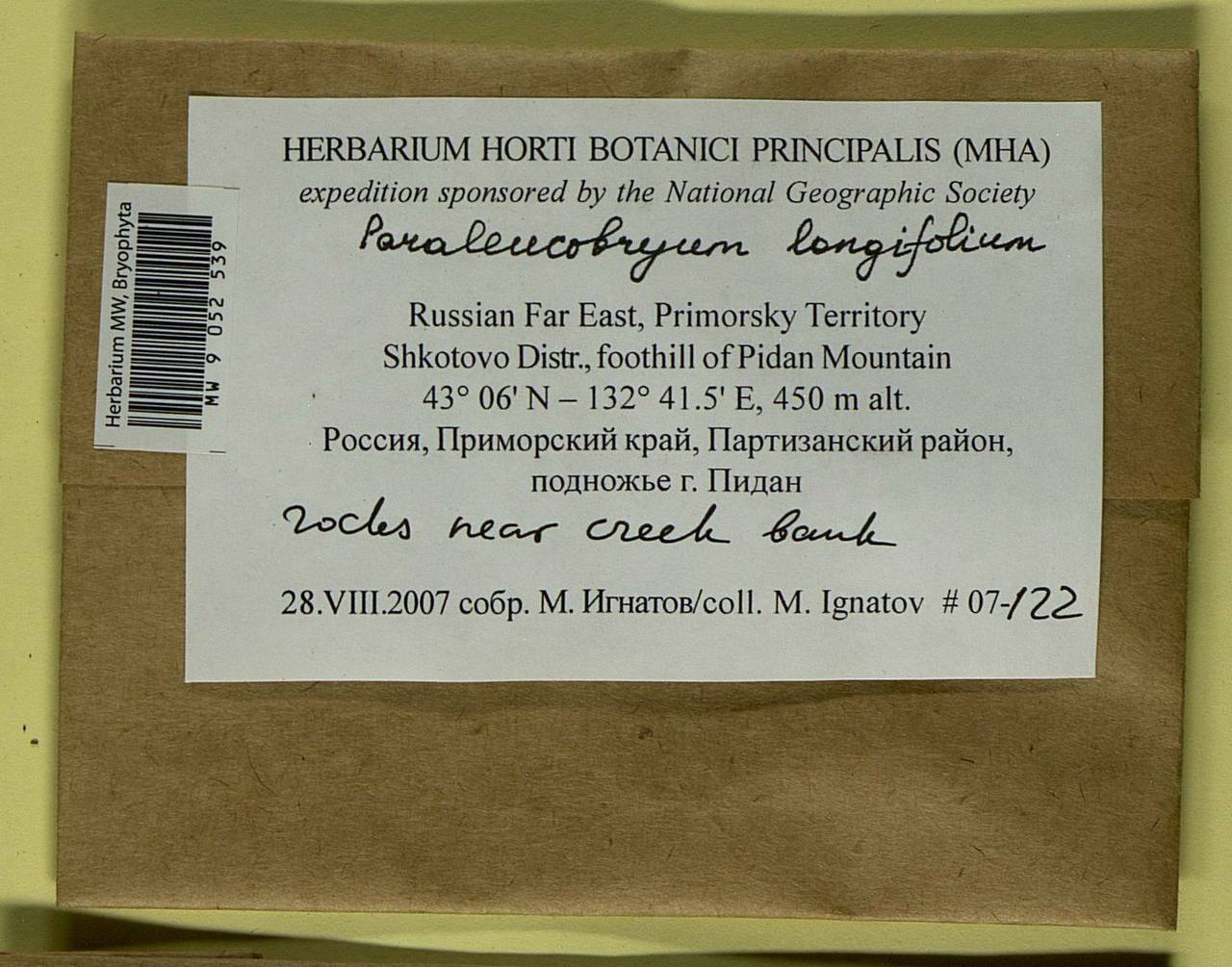 Paraleucobryum longifolium (Ehrh. ex Hedw.) Loeske, Bryophytes, Bryophytes - Russian Far East (excl. Chukotka & Kamchatka) (B20) (Russia)