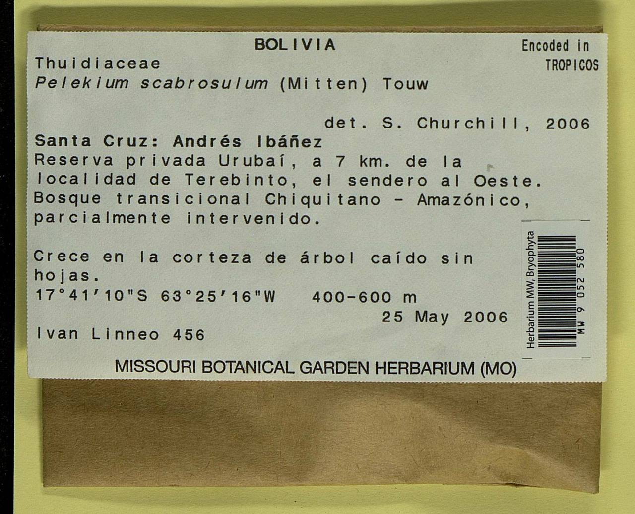 Pelekium scabrosulum (Mitt.) Touw, Bryophytes, Bryophytes - America (BAm) (Bolivia)