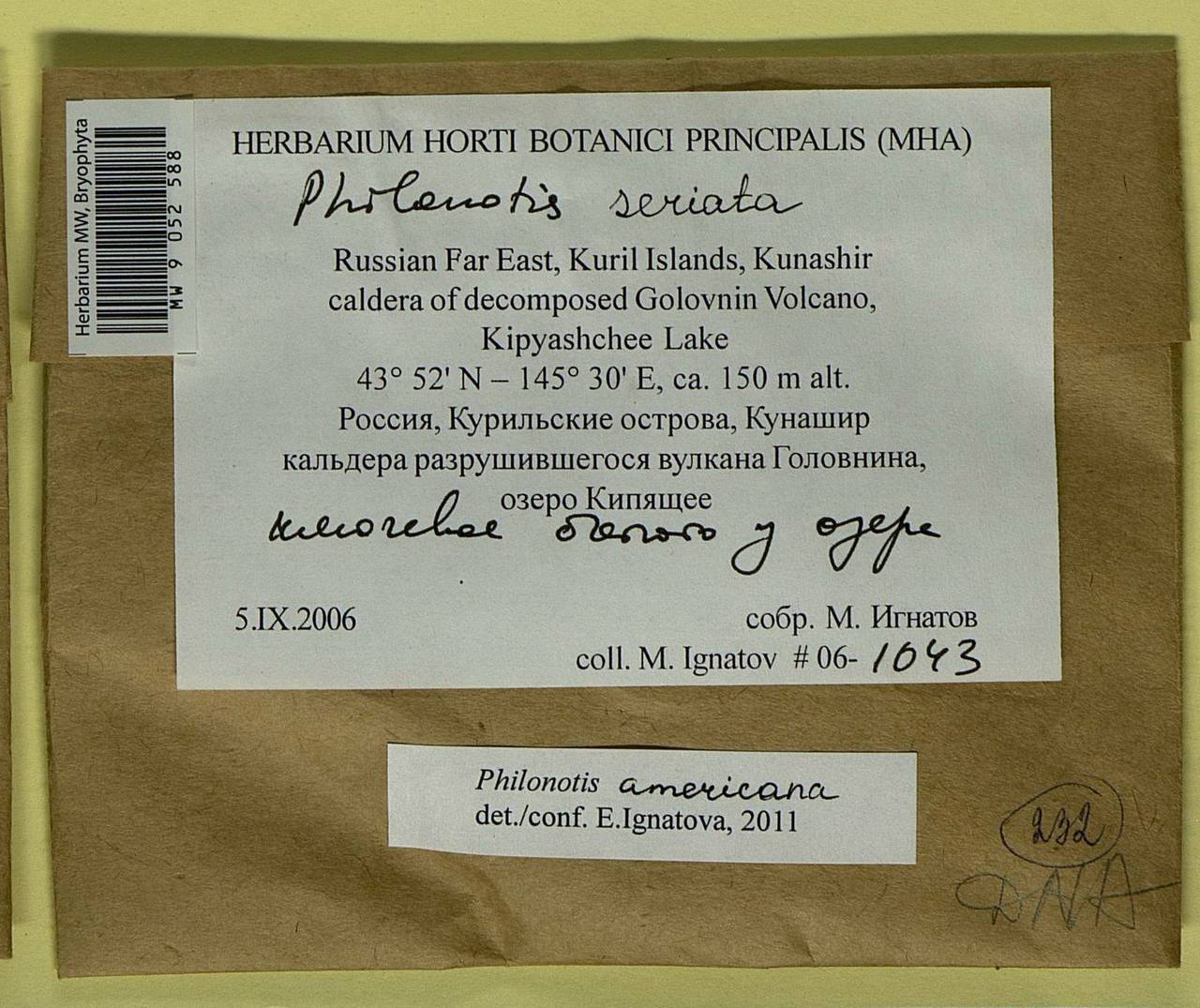 Philonotis americana Dism., Bryophytes, Bryophytes - Russian Far East (excl. Chukotka & Kamchatka) (B20) (Russia)