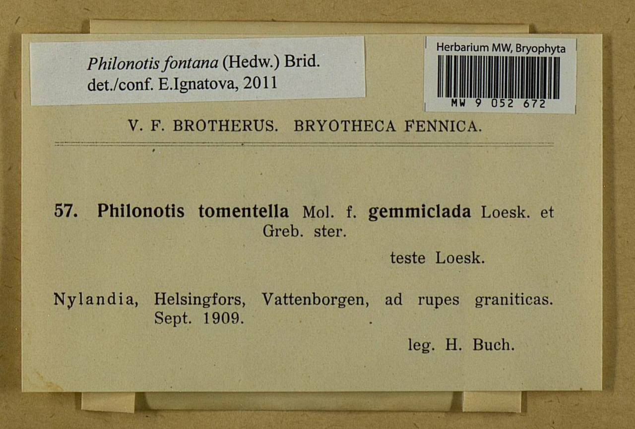 Philonotis fontana (Hedw.) Brid., Bryophytes, Bryophytes - Western Europe (BEu) (Finland)