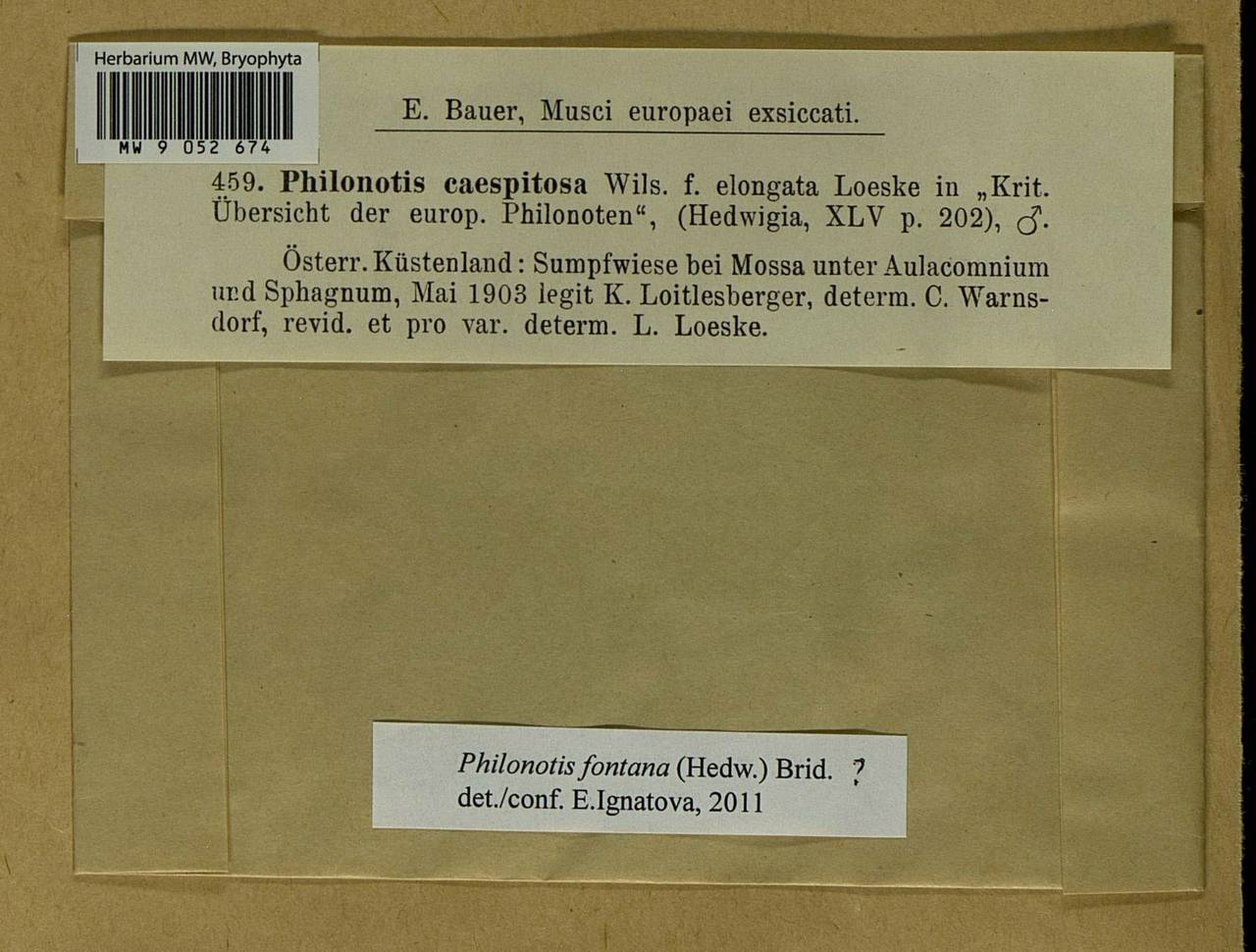 Philonotis fontana (Hedw.) Brid., Bryophytes, Bryophytes - Western Europe (BEu) (Italy)