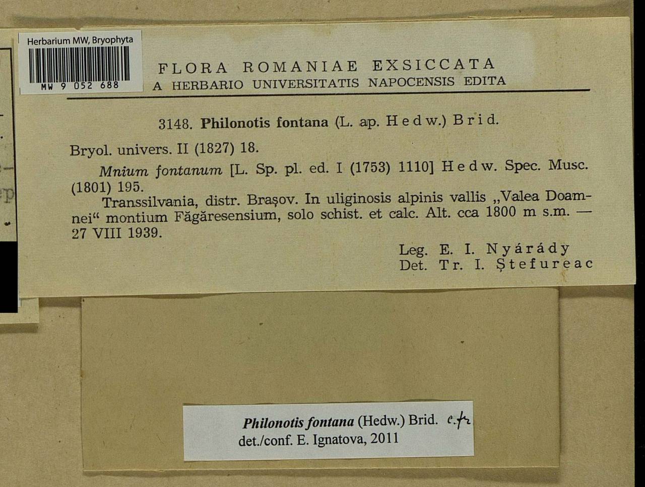 Philonotis fontana (Hedw.) Brid., Bryophytes, Bryophytes - Western Europe (BEu) (Romania)