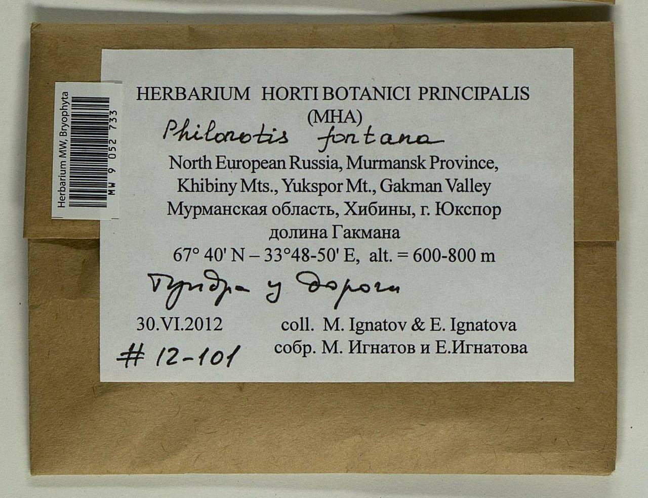 Philonotis fontana (Hedw.) Brid., Bryophytes, Bryophytes - Karelia, Leningrad & Murmansk Oblasts (B4) (Russia)