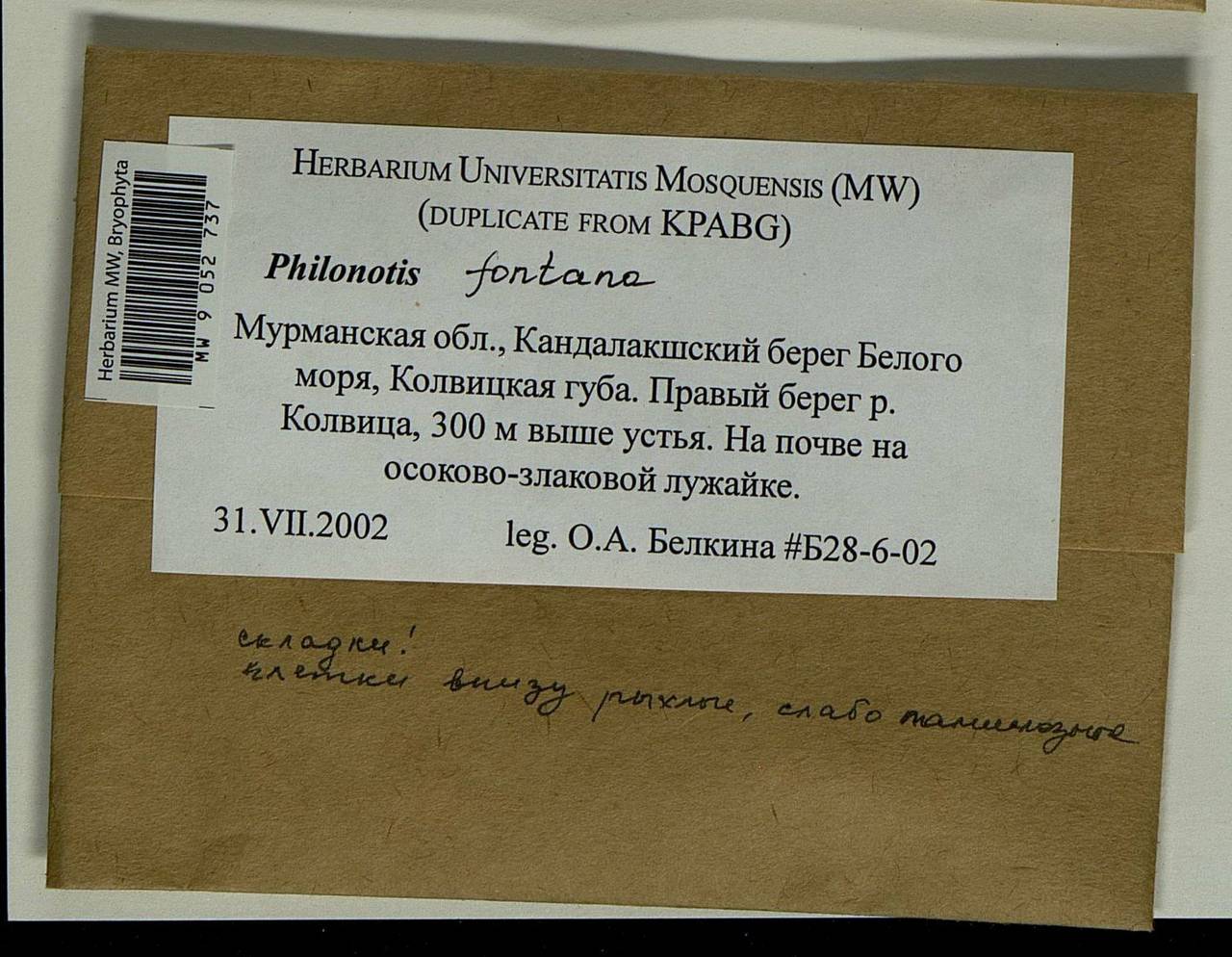 Philonotis fontana (Hedw.) Brid., Bryophytes, Bryophytes - Karelia, Leningrad & Murmansk Oblasts (B4) (Russia)