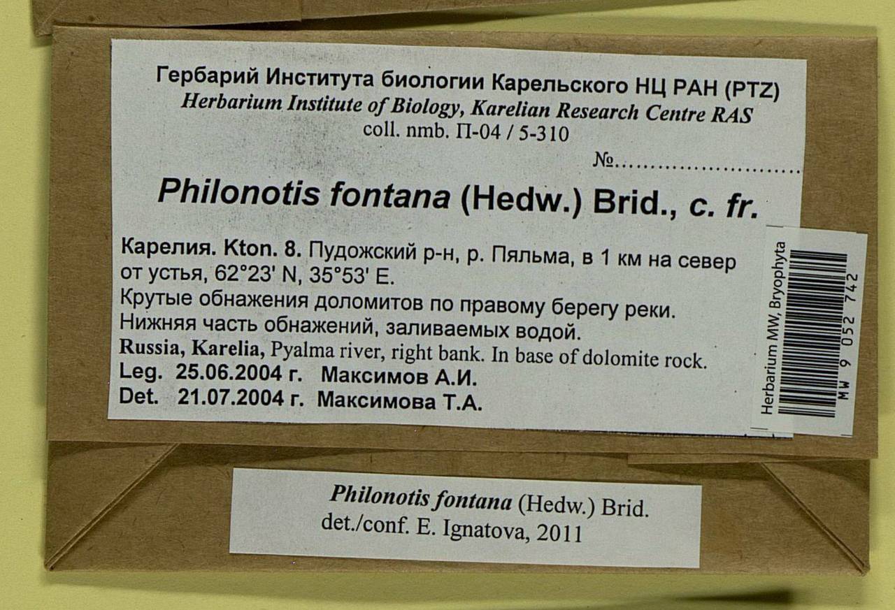 Philonotis fontana (Hedw.) Brid., Bryophytes, Bryophytes - Karelia, Leningrad & Murmansk Oblasts (B4) (Russia)