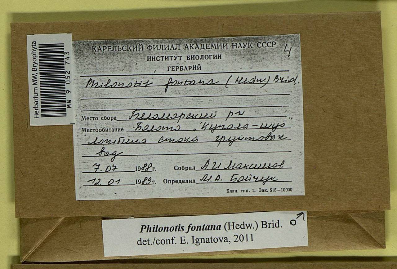 Philonotis fontana (Hedw.) Brid., Bryophytes, Bryophytes - Karelia, Leningrad & Murmansk Oblasts (B4) (Russia)