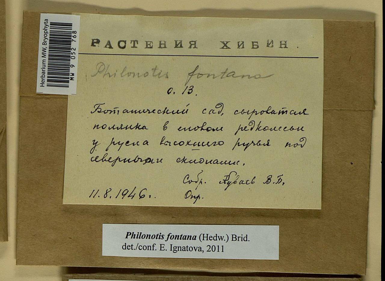 Philonotis fontana (Hedw.) Brid., Bryophytes, Bryophytes - Karelia, Leningrad & Murmansk Oblasts (B4) (Russia)