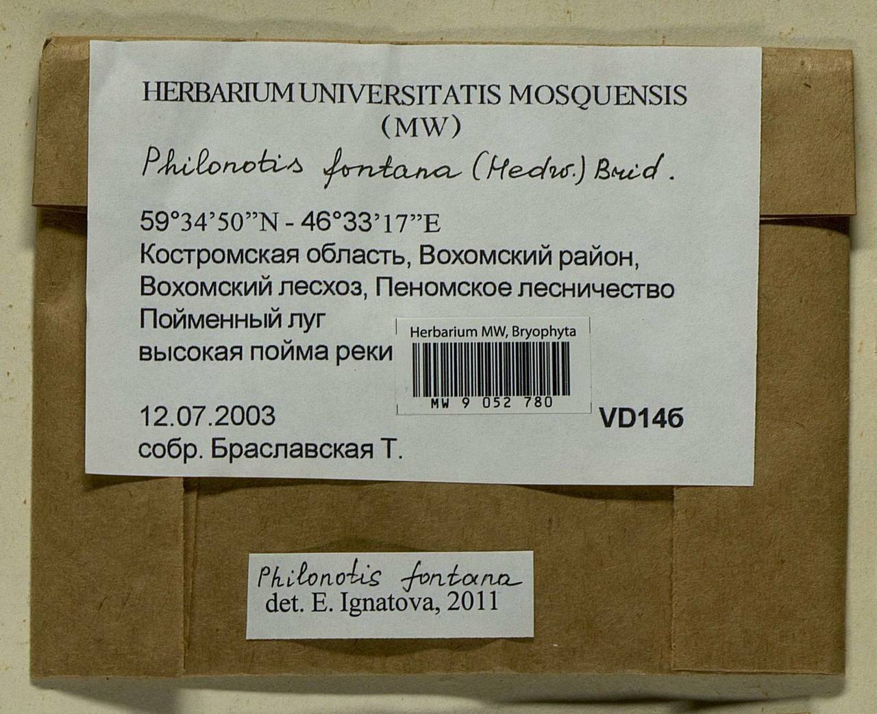 Philonotis fontana (Hedw.) Brid., Bryophytes, Bryophytes - Middle Russia (B6) (Russia)