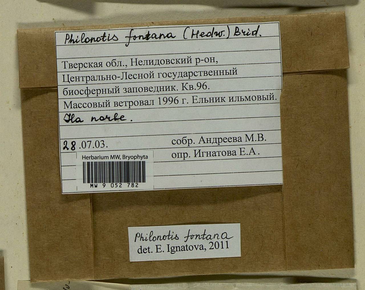 Philonotis fontana (Hedw.) Brid., Bryophytes, Bryophytes - Middle Russia (B6) (Russia)