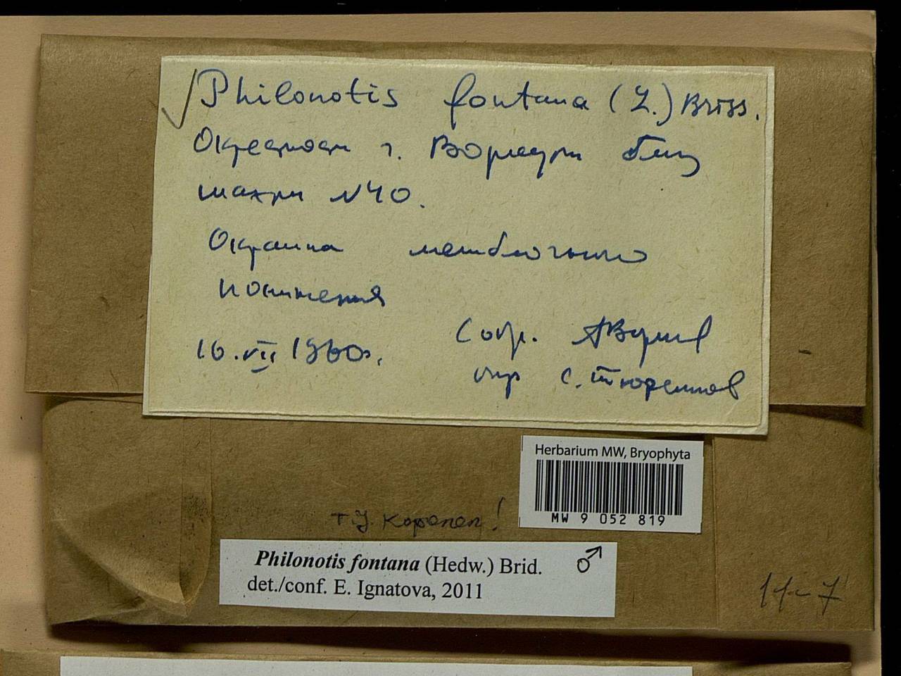 Philonotis fontana (Hedw.) Brid., Bryophytes, Bryophytes - European North East (B7) (Russia)