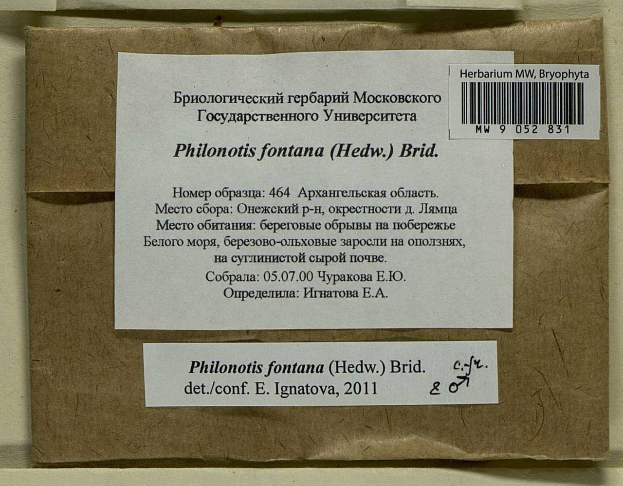 Philonotis fontana (Hedw.) Brid., Bryophytes, Bryophytes - European North East (B7) (Russia)