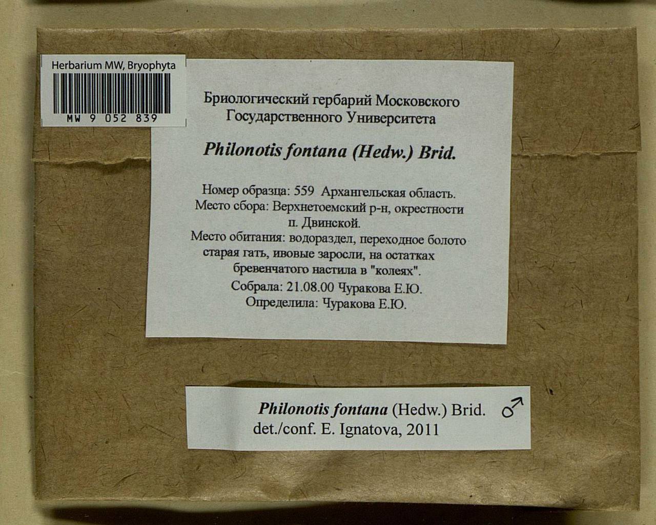 Philonotis fontana (Hedw.) Brid., Bryophytes, Bryophytes - European North East (B7) (Russia)