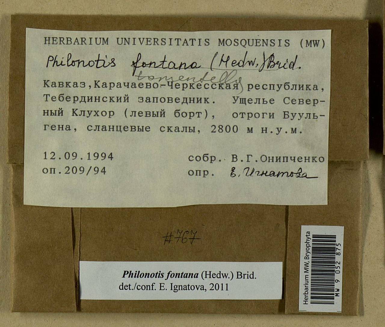 Philonotis fontana (Hedw.) Brid., Bryophytes, Bryophytes - North Caucasus & Ciscaucasia (B12) (Russia)