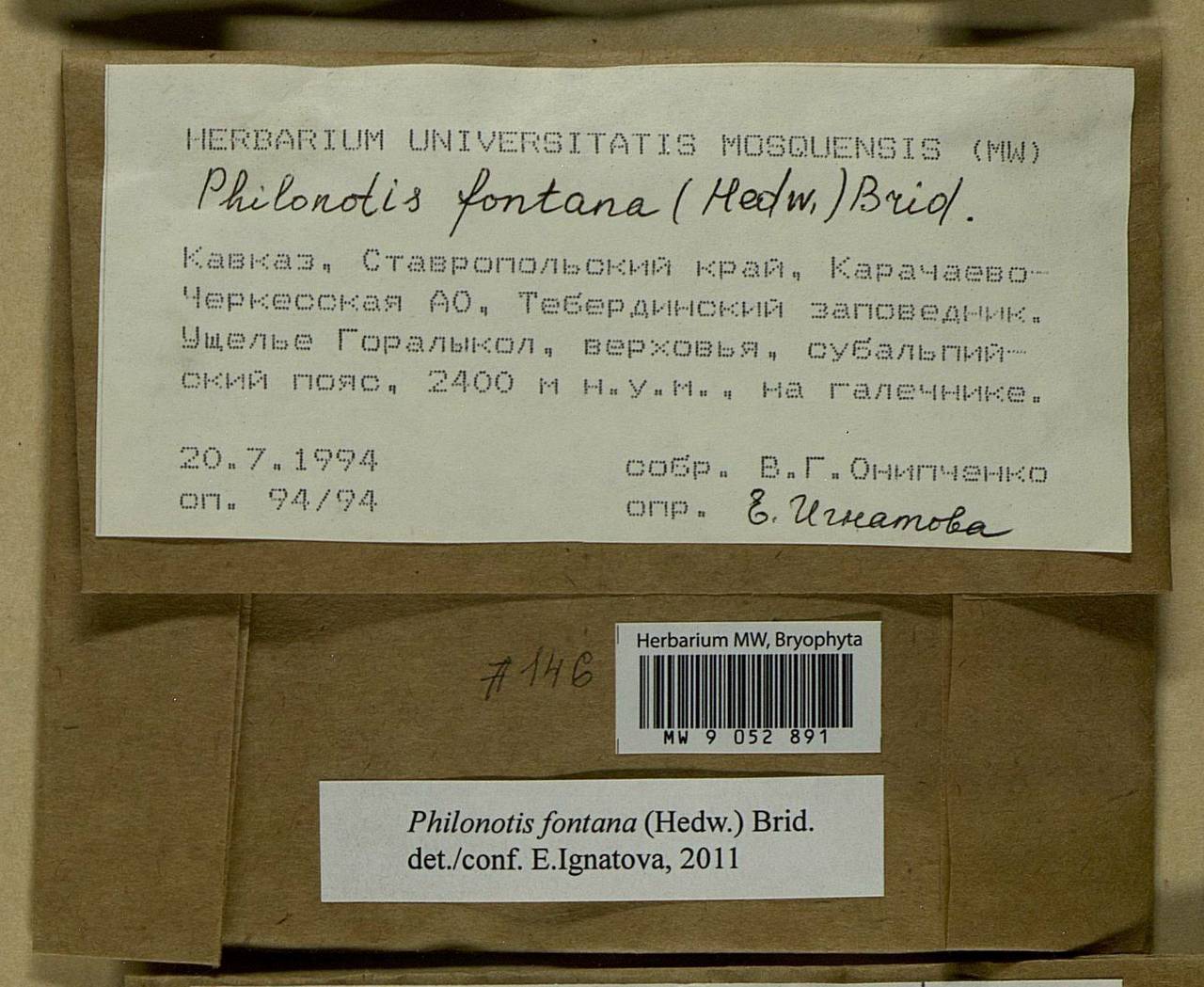 Philonotis fontana (Hedw.) Brid., Bryophytes, Bryophytes - North Caucasus & Ciscaucasia (B12) (Russia)