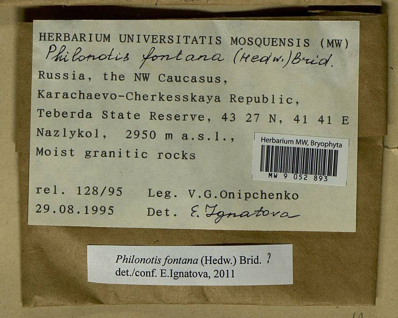 Philonotis fontana (Hedw.) Brid., Bryophytes, Bryophytes - North Caucasus & Ciscaucasia (B12) (Russia)