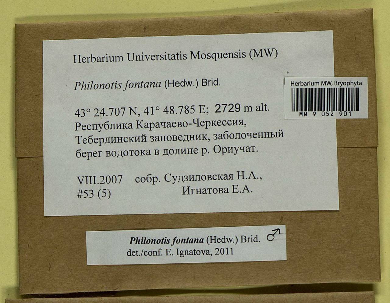 Philonotis fontana (Hedw.) Brid., Bryophytes, Bryophytes - North Caucasus & Ciscaucasia (B12) (Russia)